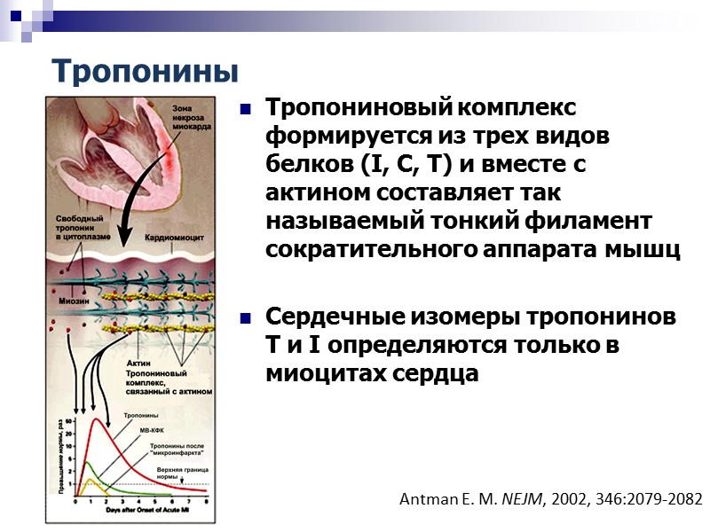 Тропонины Тропониновый комплекс формируется из трех видов белков (I, C, T) и вместе с